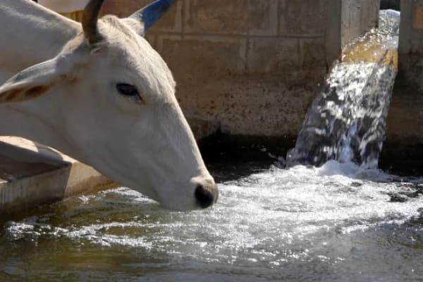 Cow drinking water at the Gaushala