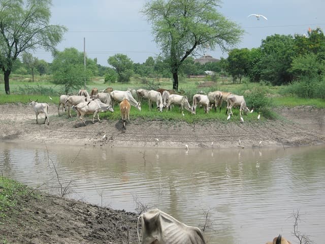 Cows at Deveshwar Mahadev Gaushala sanctuary
