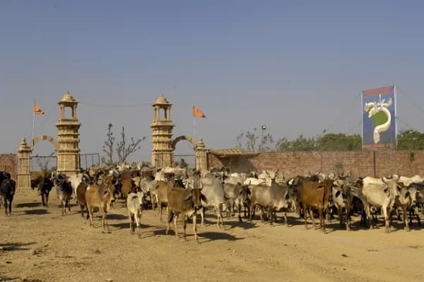 Cows sheltered at Deveshwar Mahadev Gaushala