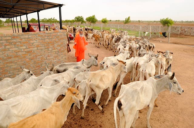 Cattle grazing at Deveshwar Mahadev Gaushala