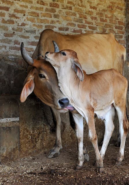 Cows peacefully residing at the Gaushala sanctuary
