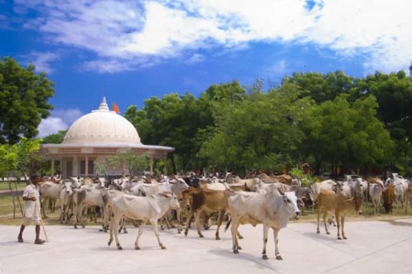 Cattle protected at Deveshwar Mahadev Gaushala