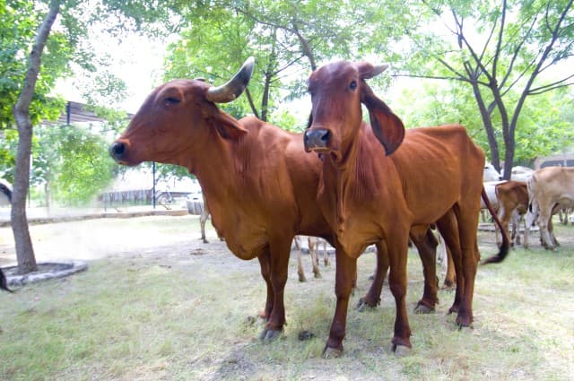 Cow care and veterinary services at the Gaushala