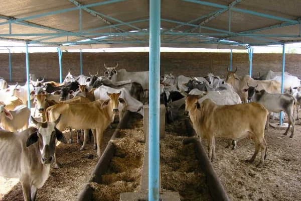 Cows at Deveshwar Mahadev Gaushala facility