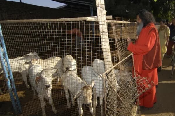 Cows receiving care at the Gaushala