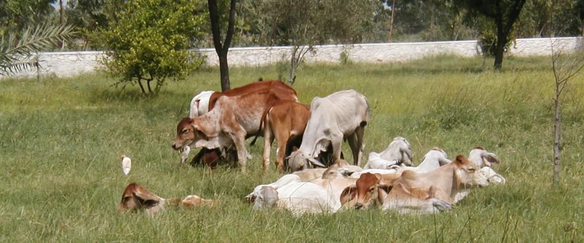 Deveshwar Mahadev Gaushala animal refuge at Om Ashram