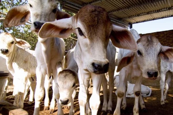 Rescued animals at the Om Ashram animal refuge