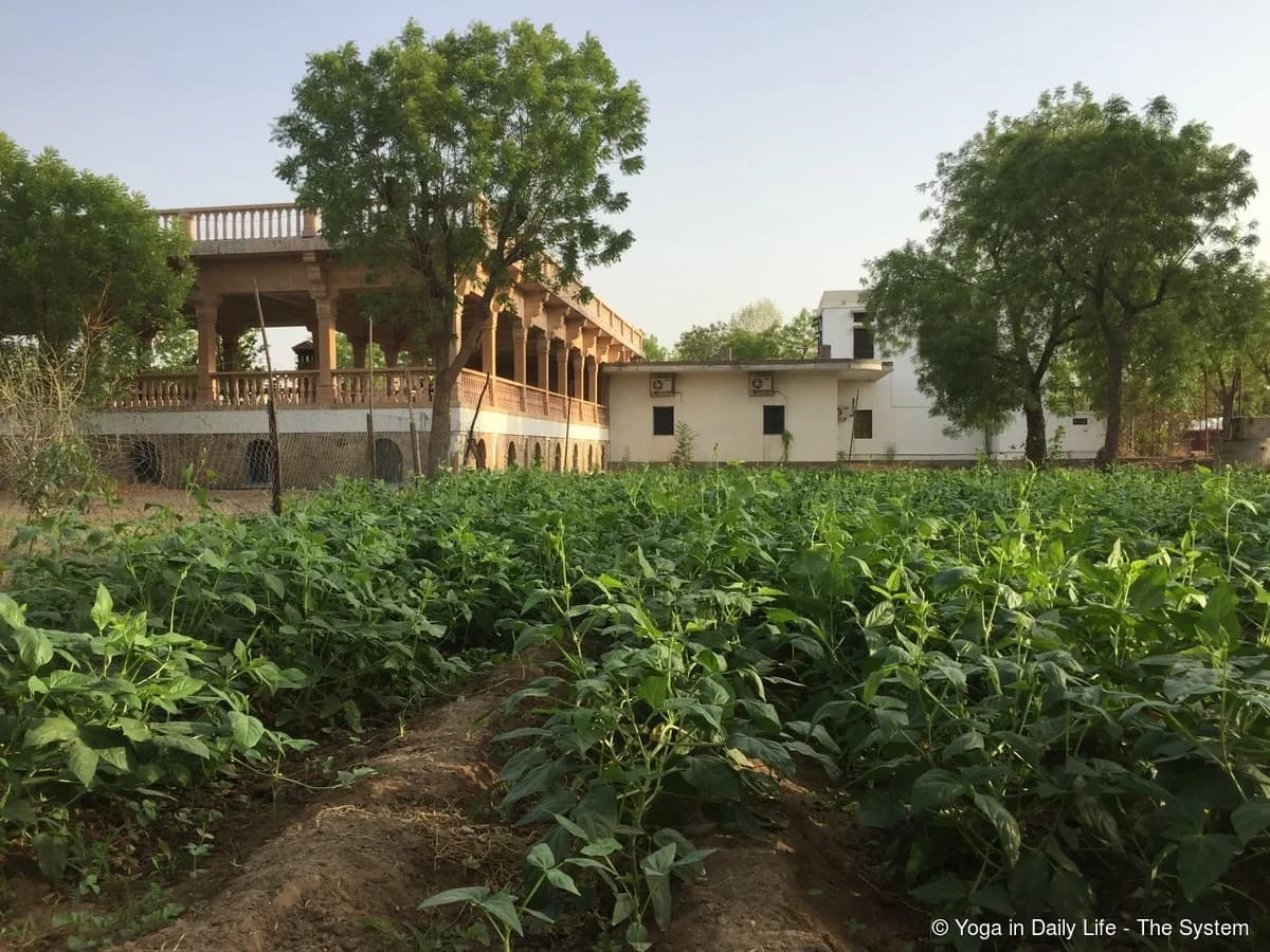 Cowpeas growing in the Om Ashram organic garden