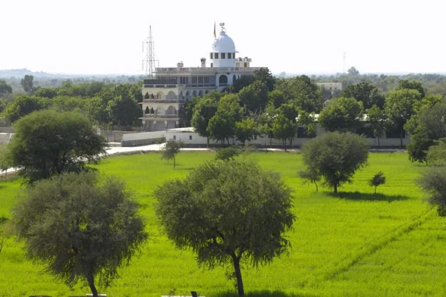 Newly planted trees growing in the Jadan desert region