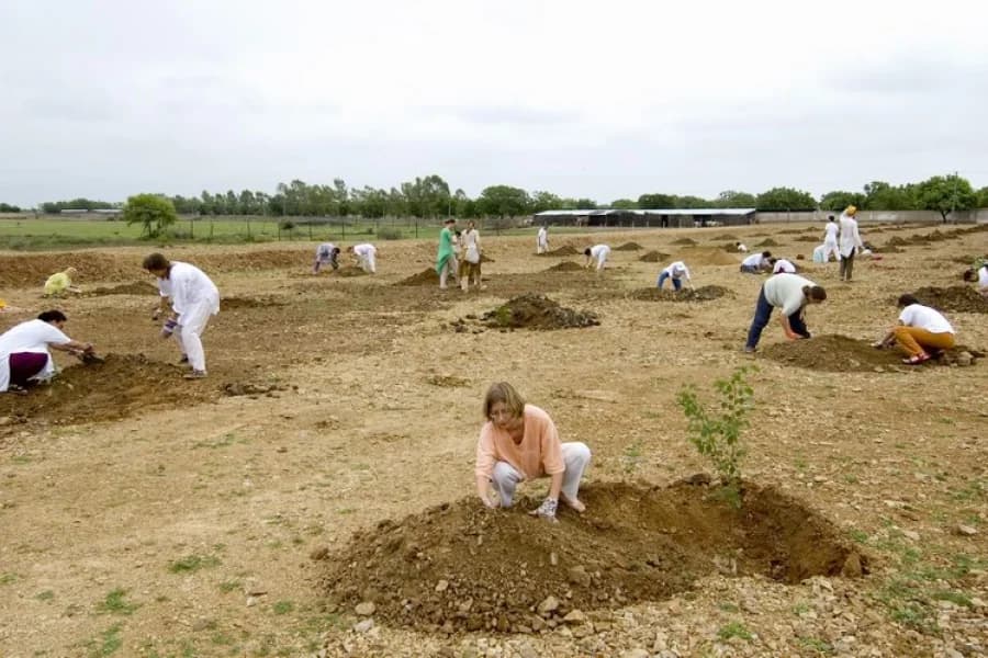 Tree planting efforts in the reforestation project