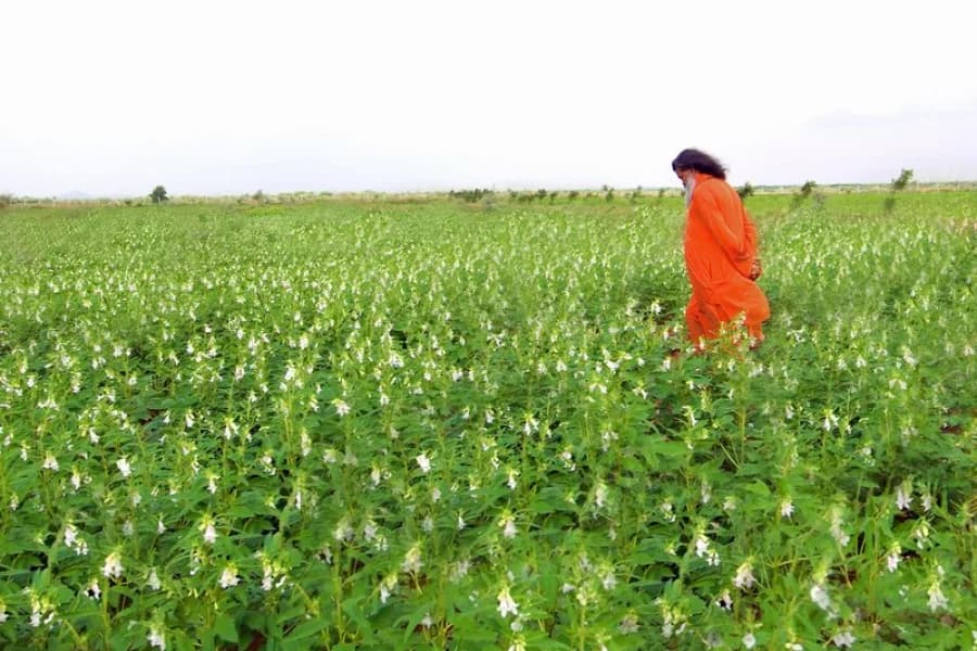 Green landscape from the ashram reforestation efforts
