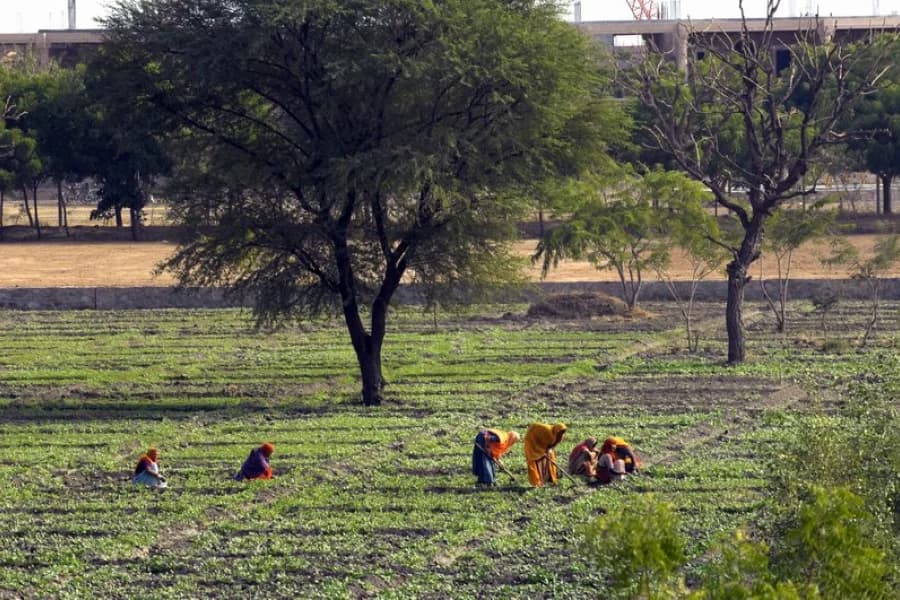 Organic vegetables and crops grown at the ashram farm