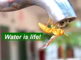 Thirsty bee illustrating the water scarcity in Rajasthan